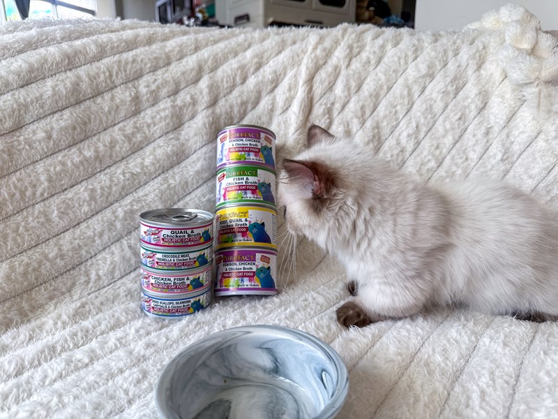 女人知己試用大隊,口碑行銷,部落客行銷,PURRFACT 波菲特貓用主食罐,主食罐,PURRFACT波菲特,貓主食罐,貓罐,PURRFACT波菲特貓用主食罐,魚肉蔓越莓主食罐,鮮嫩雞主食罐,鹿肉雞肉主食罐,牛肉鵪鶉貓主食罐,干貝蠶蛹配方,鱷魚肉白木耳配方,雞肉魚肉配方,安心鶉配方,評價,體驗,適口性佳,心得,成貓適用,高齡貓適用,質地是慕絲狀